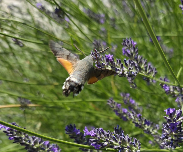 Macroglossum stellatarum - kacsafarkú szender