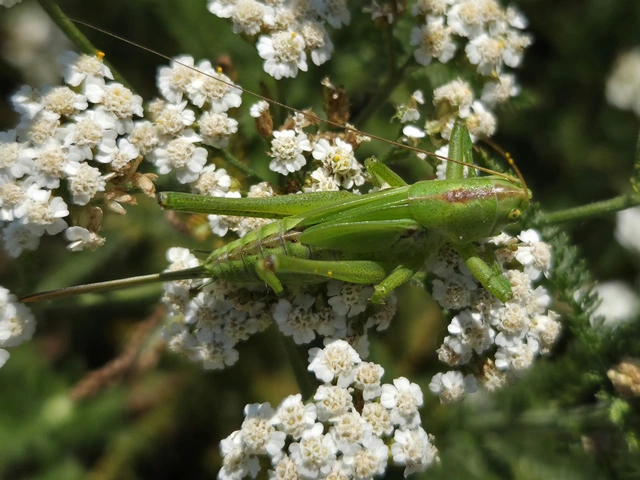 Tettigonia viridissima - zöld lombszöcske