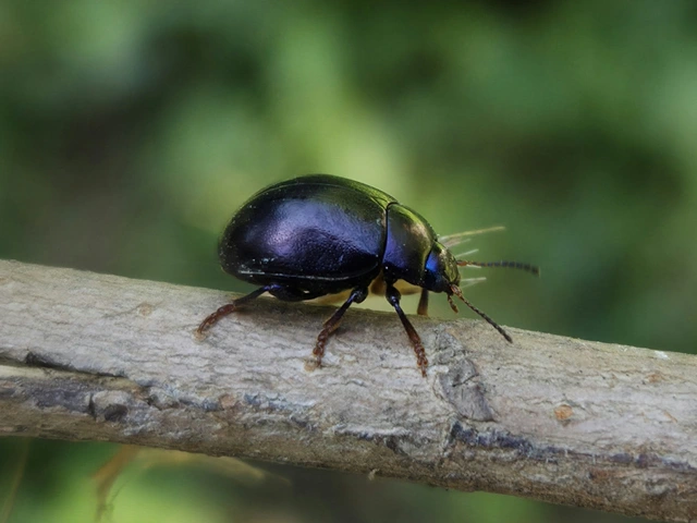 Chrysolina sturmi - vöröslábú levelész