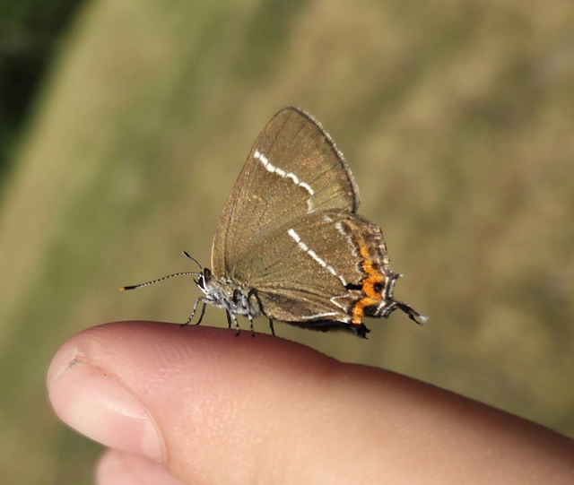 Satyrium w-album - szilfa-csücsköslepke
