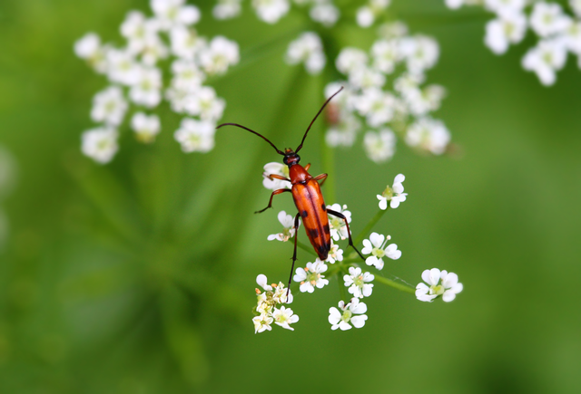Stenurella septempunctata - hétpettyes karcsúcincér