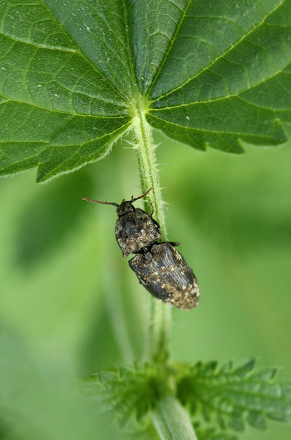 Agrypnus murinus - egérszínű pikkelyespattanó