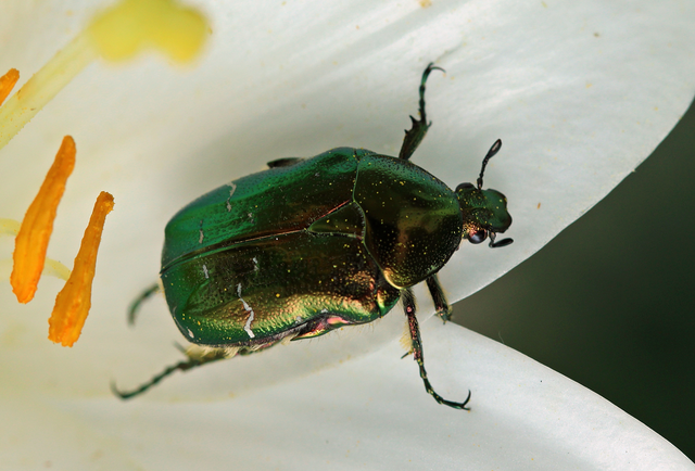 Cetonia aurata - aranyos virágbogár