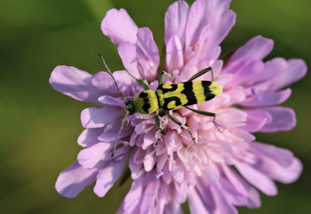 Chlorophorus varius - díszes darázscincér