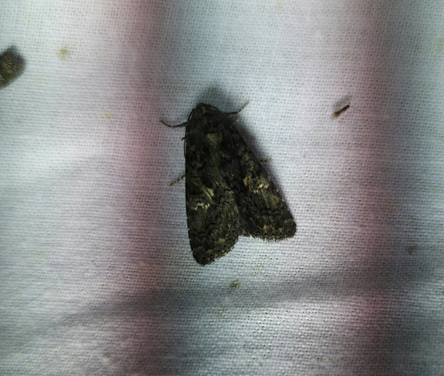 Anophia leucomelas - déli folyófűbagoly