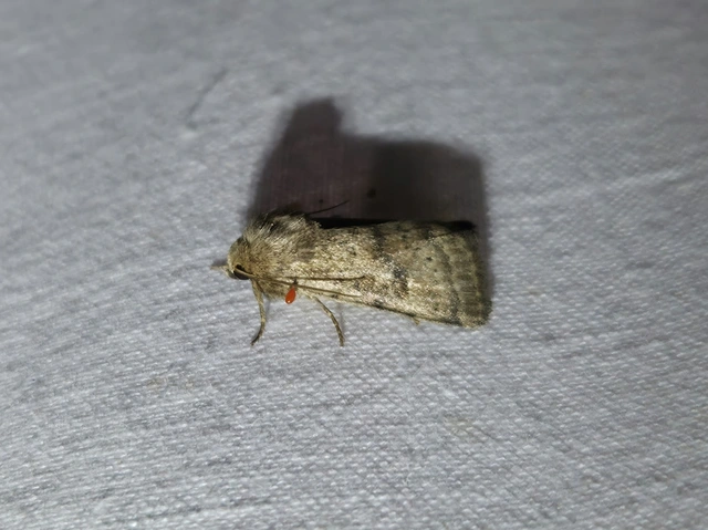 Hoplodrina octogenaria - barna selymesbagoly