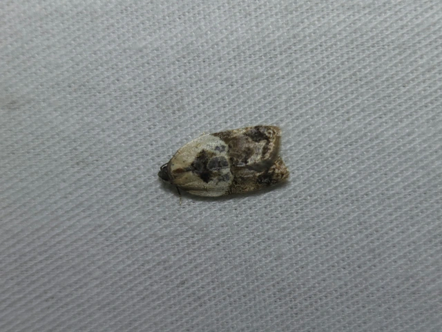 Acleris variegana - tarka levélmoly
