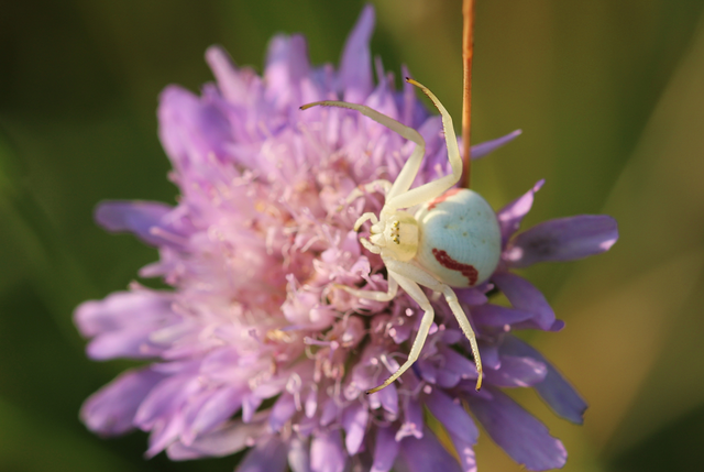 Misumena vatia - viráglakó karolópók