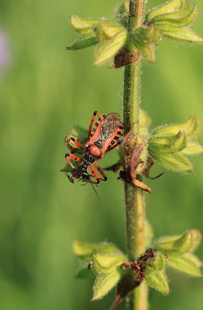 Rhynocoris iracundus - közönséges gyilkospoloska