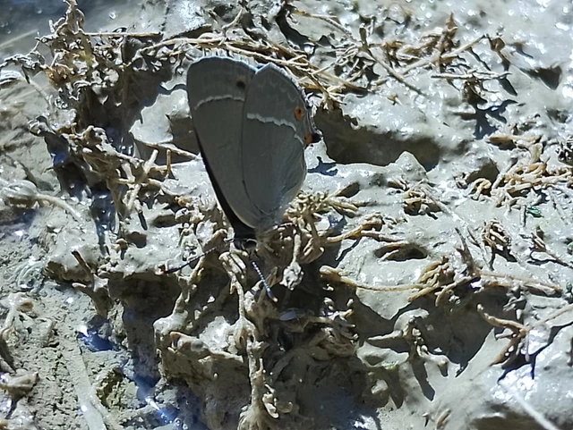 Neozephyrus quercus - tölgyfalepke