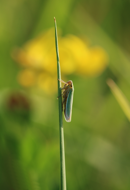 Cicadella viridis - méregzöld kabóca