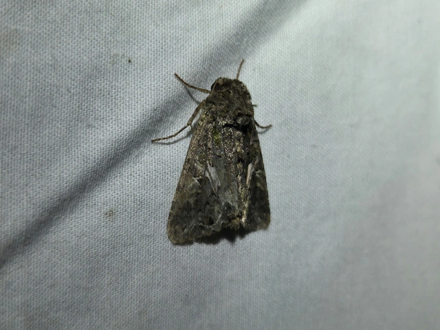 Trachea atriplicis - nyári zöldbagoly