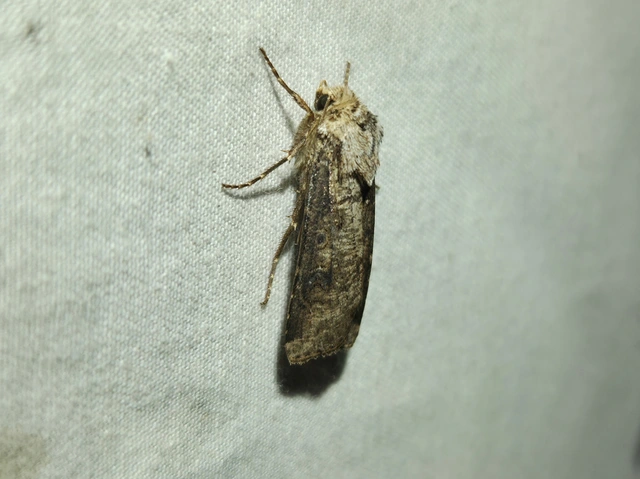 Agrotis clavis - zömök földibagoly