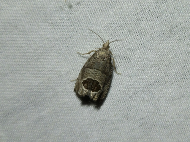 Notocelia uddmanniana - málnasodró tükrösmoly