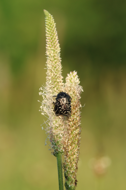 Oxythyrea funesta - sokpettyes virágbogár