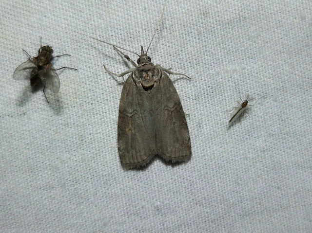 Nycteola asiatica - nyárfa-trapézbagoly