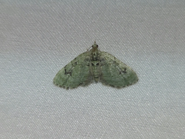 Chloroclystis v-ata - zöldes törpearaszoló