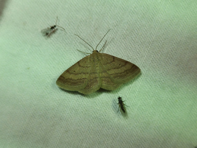 Scopula rubiginata - réti pirosaraszoló