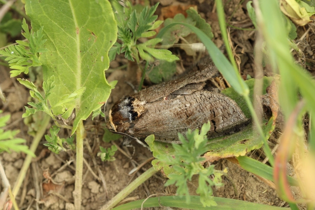 Cossus cossus - fűzfarontólepke