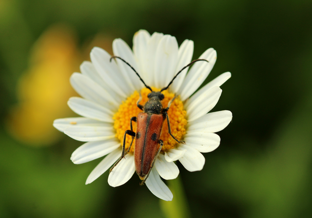 Vadonia unipunctata - kétpettyes virágcincér