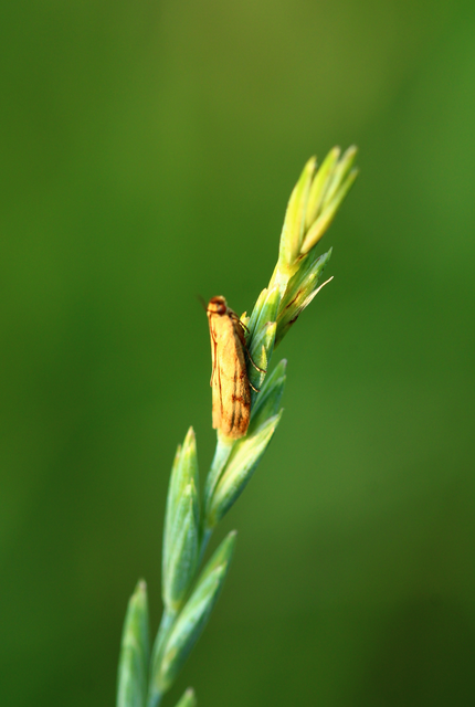 Homoeosoma sinuella - agyagsárga karcsúmoly