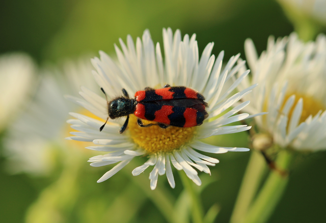 Trichodes apiarius - szalagos méhészbogár