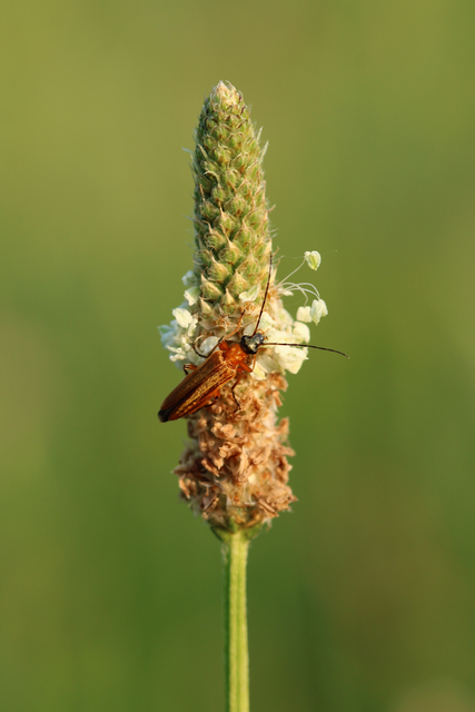 Oedemera podagrariae - székfű-álcincér