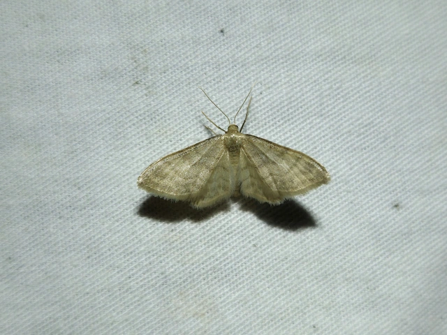 Idaea dilutaria - napvirág-apróaraszoló