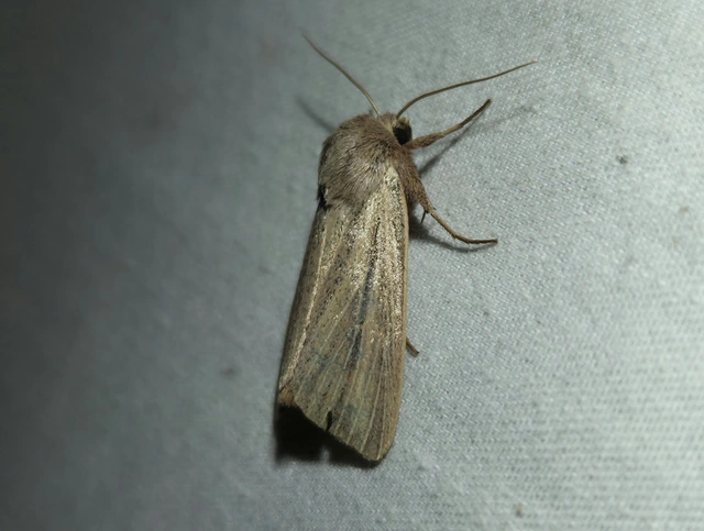 Mythimna pudorina - vörös rétibagoly