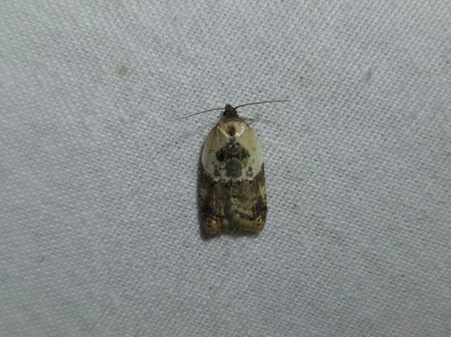 Acleris variegana - tarka levélmoly