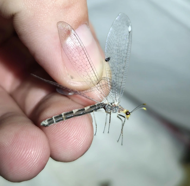 Megistopus flavicornis - kétfoltos hangyaleső