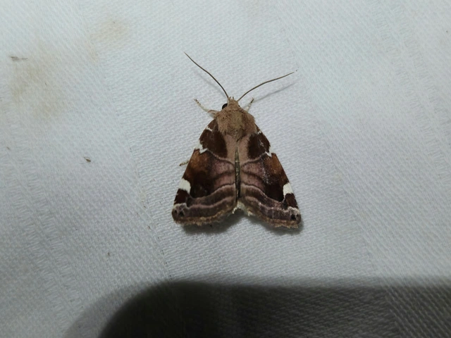 Cosmia diffinis - szilfa-lombbagoly