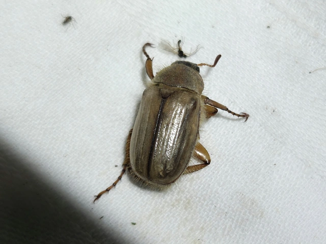 Amphimallon solstitiale - bordás sárgacserebogár