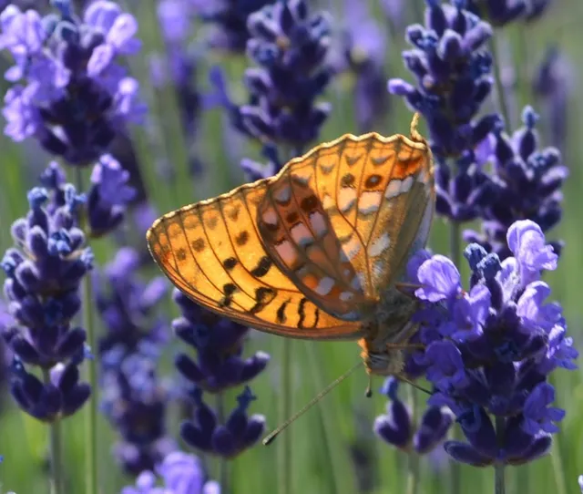 Argynnis adippe - ezüstös gyöngyházlepke