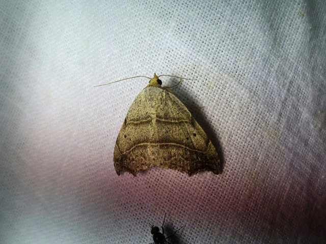 Laspeyria flexula - zuzmóbagoly