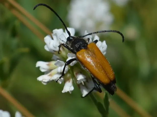 Stictoleptura fulva - vörhenyes virágcincér