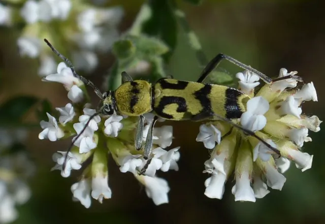 Chlorophorus varius - díszes darázscincér
