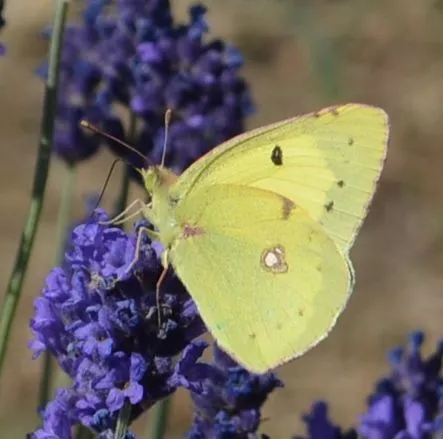 Colias erate - csángó-kéneslepke