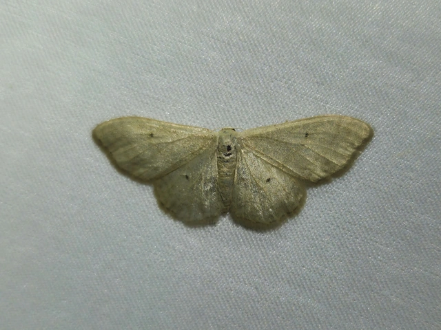 Idaea straminata - szalmasárga sávosaraszoló
