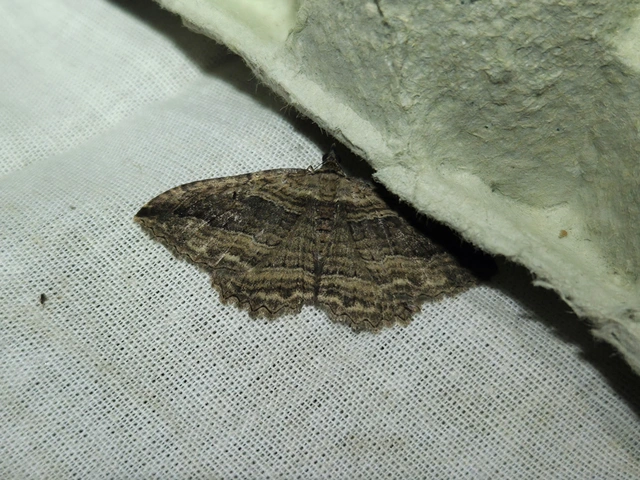 Philereme transversata - varjútövis-araszoló