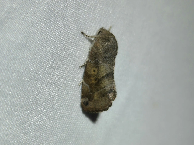 Cosmia affinis - barna lombbagoly
