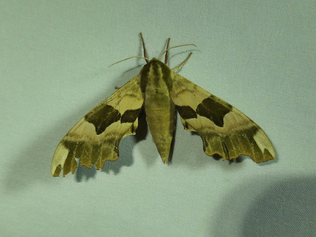 Mimas tiliae - hársfaszender
