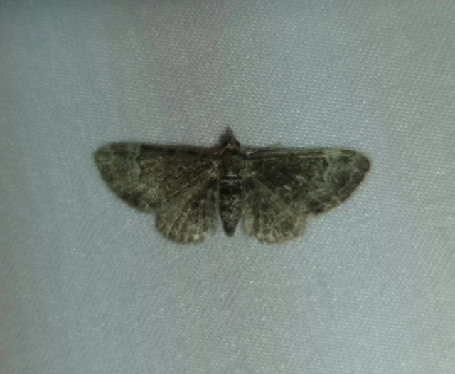 Pasiphila rectangulata - almavirág-araszoló