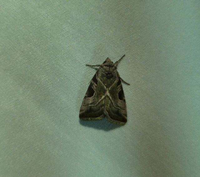 Eucarta virgo - mocsári ametisztbagoly