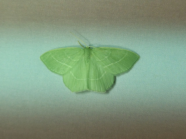 Hemistola chrysoprasaria - kékes zöldaraszoló
