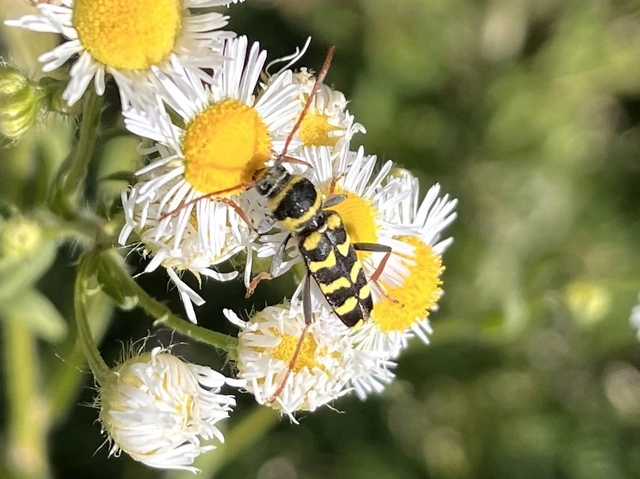 Echinocerus floralis - lucerna-darázscincér