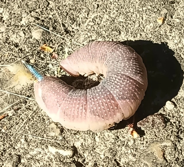 Mimas tiliae - hársfaszender