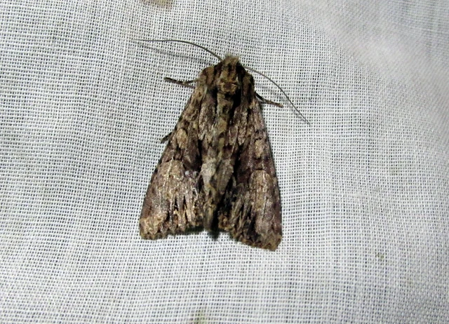 Apamea monoglypha - nagy dudvabagoly