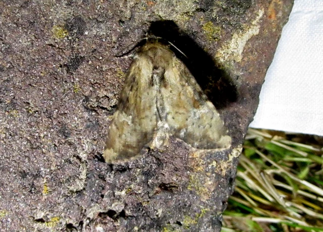 Loscopia scolopacina - csinos dudvabagoly