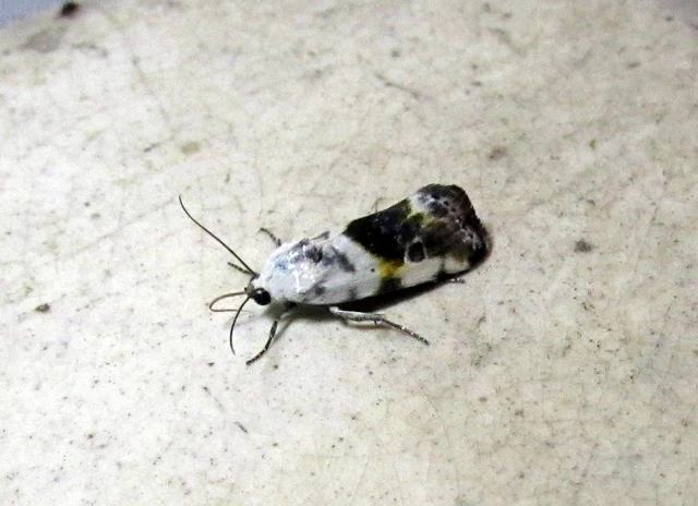 Ponometia candefacta - parlagfűbagoly